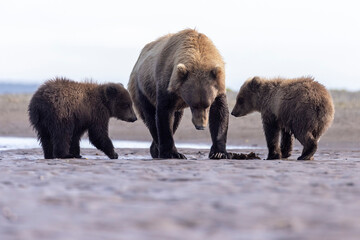 A mother coastal brown bear with cubs in Katmai National Park in Alaska.