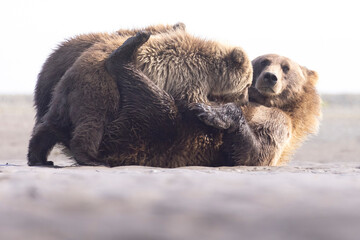 A mother coastal brown bear nurses her cubs in Hallo Bay in Katmai National Park in Alaska.