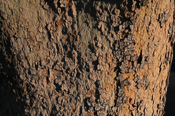 Sycamore Tree Trunk 