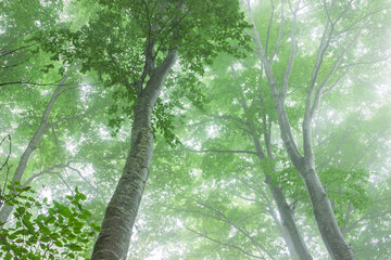 green forest, trees in the fog