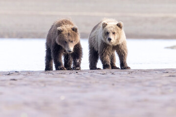 Wild coastal brown bear cubs in Hallo Bay in Katmai National Park in Alaska.