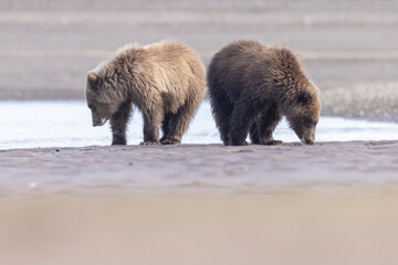 Obraz premium Wild coastal brown bear cubs in Hallo Bay in Katmai National Park in Alaska.