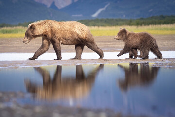 Fototapeta premium A mother coastal brown bear with cubs in Katmai National Park in Alaska.