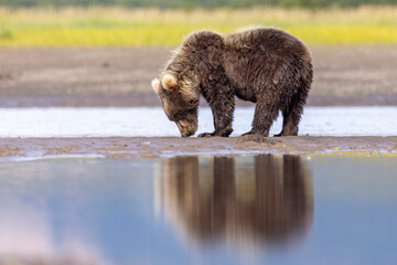 Wild coastal brown bear cubs in Hallo Bay in Katmai National Park in Alaska. © Patrick