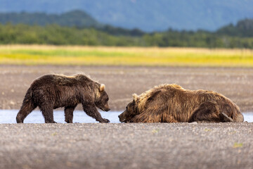 Fototapeta premium A mother coastal brown bear with cubs in Katmai National Park in Alaska.