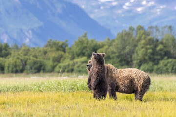Fototapeta premium A mother coastal brown bear with cubs in Katmai National Park in Alaska.
