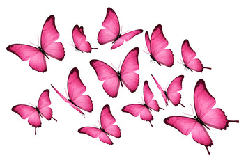Flying pink butterflies isolated on white or transparent background. PNG