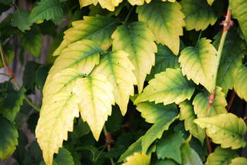 Close-Up of Green and Yellow Ivy Leaves in Natural Setting