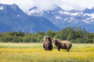 A mother coastal brown bear with her cubs in Hallo Bay in Katmai National Park in Alaska. © Patrick
