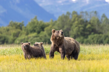 Fototapeta premium A mother coastal brown bear with cubs in Katmai National Park in Alaska.