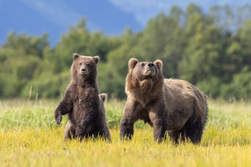 Fototapeta premium A mother coastal brown bear with cubs in Katmai National Park in Alaska.