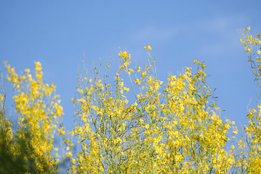 yellow flowers in a tree against a blue sky