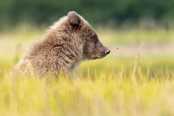 Coastal brown bear cubs in Katmai National Park in Alaska © Patrick