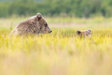 Coastal brown bear cubs in Katmai National Park in Alaska © Patrick