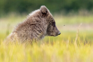 Coastal brown bear cubs in Katmai National Park in Alaska © Patrick