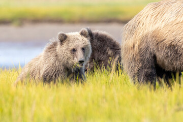 Coastal brown bear cubs in Katmai National Park in Alaska © Patrick