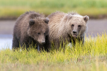 Coastal brown bear cubs in Katmai National Park in Alaska © Patrick