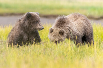 Coastal brown bear cubs in Katmai National Park in Alaska © Patrick