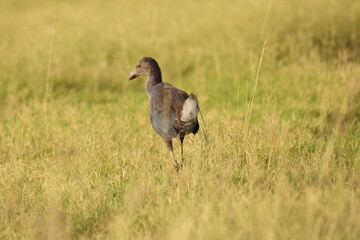 Black duck