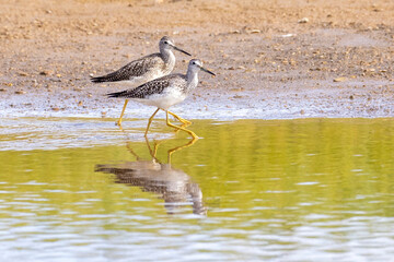 A wild greater yellowlegs along the shores of Hallo Bay in Katmai National Park in Alaska.