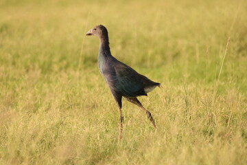 Black duck