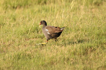 Black duck