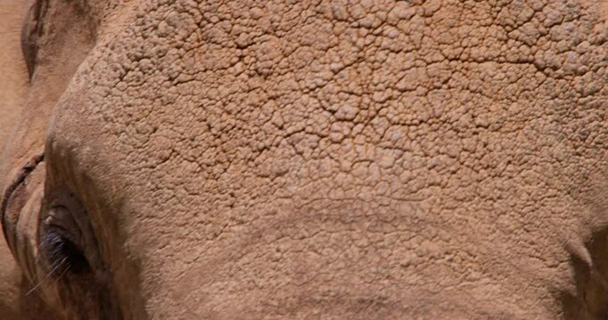 Extreme close-up of an African Bush Elephants (Loxodonta africana) head scanning around the savannah in the afternoon in Kenya 