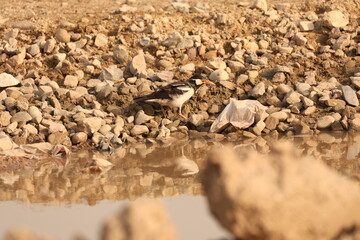 Pied Starling