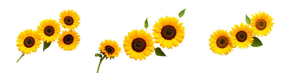Flat lay of three sunflowers in varying bloom stages on white background