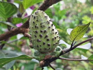Purple datura fruit on the tree. The fruit of the purple datura is a spiny capsule, also known as a prickly burr or downy thorn-apple