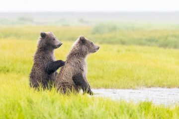 Coastal brown bear cubs in Katmai National Park in Alaska © Patrick