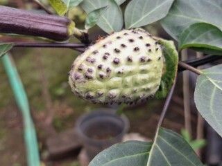 Purple datura fruit on the tree. The fruit of the purple datura is a spiny capsule, also known as a...