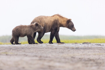 Fototapeta premium A mother coastal brown bear with cubs in Katmai National Park in Alaska.