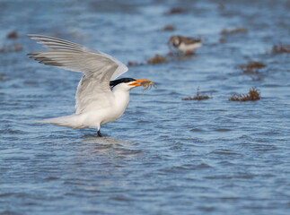 The royal tern (Thalasseus maximus) with ghost crab in its beak. Galveston, Texas, USA.