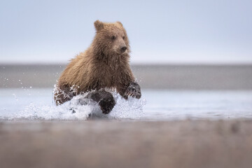 Coastal brown bear cubs in Katmai National Park in Alaska © Patrick