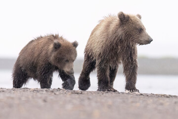 Coastal brown bear cubs in Katmai National Park in Alaska © Patrick