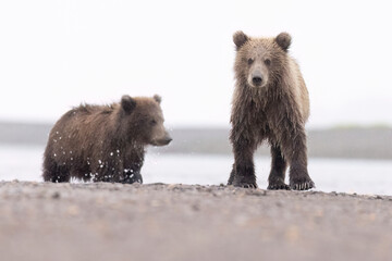 Coastal brown bear cubs in Katmai National Park in Alaska © Patrick