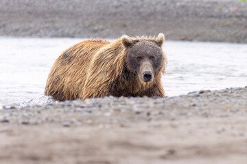 Coastal brown bear fishing for salmon in Hallo Bay in Katmai National Park in Alaska.