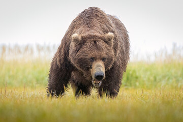 A mother coastal brown bear with cubs in Katmai National Park in Alaska.