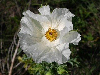 White Prickly Poppy blooming in a springtime Prairie, Boulder, Colorado