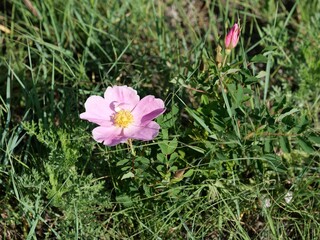 Fototapeta premium Wild roses (Woods’ Rose) in bloom in early summer, Boulder, Colorado