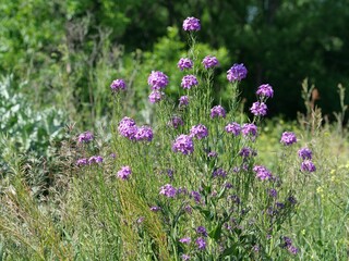 Dame's Rocket flowers blooming in a meadow in early summer, Boulder, Colorado