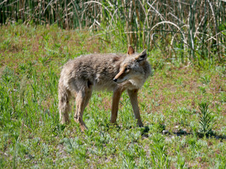 Coyote showing its teeth looking back in a late spring meadow, Boulder, Colorado