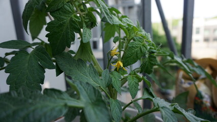 Tomato Plant in Early Spring with Yellow Buds and Bubbles