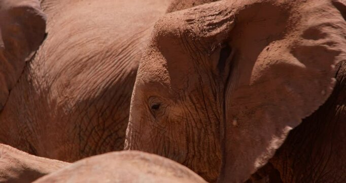 Extreme close-up of a herd of African Bush Elephant (Loxodonta africana) heads standing in the savannah at midday in Kenya