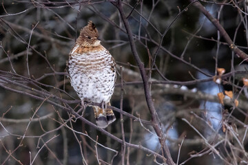 A wild ruffed grouse perched in a tree in Sax-Zim Bog in Minnesota.