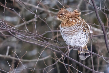 A wild ruffed grouse perched in a tree in Sax-Zim Bog in Minnesota.
