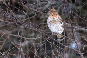 A wild ruffed grouse perched in a tree in Sax-Zim Bog in Minnesota.