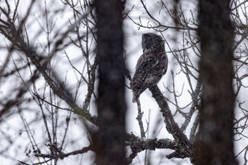 A wild great grey owl in Sax-Zim Bog in Minnesota.