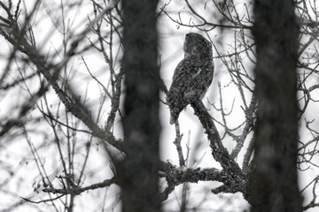 A wild great grey owl in Sax-Zim Bog in Minnesota.